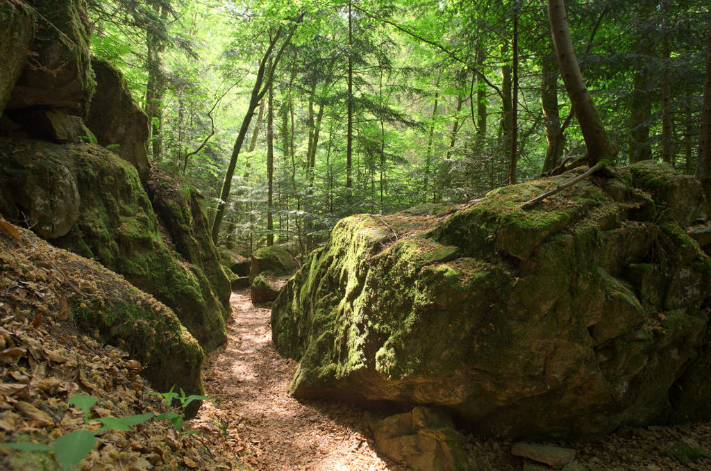 Bayrischer Wald